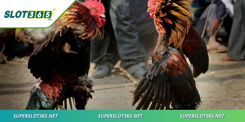 Các bước tham gia đá gà online rất nhanh chóng, rõ ràng